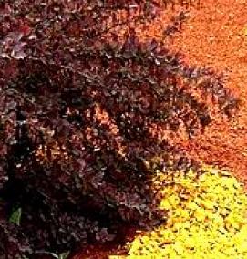 Желтая щепа - тип 2