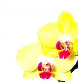 Желтое оргстекло - вариант 1