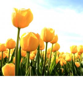 Желтые фотообои - тип 2