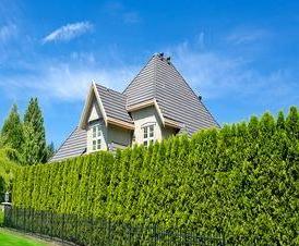 Живой  из деревьев - тип 1