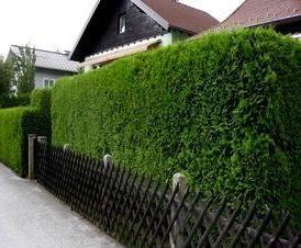 Живой  из деревьев - тип 2