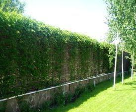 Живой  из ивы - тип 2