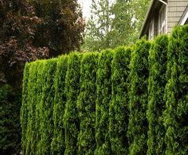 Живой  из кустарника - тип 4