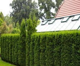 Живой  из туи - вариант 1