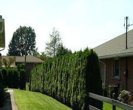 Живой  из туи - вариант 3