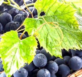 Зимостойкие саженцы - модель 1