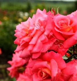 Зимостойких саженцы розы - вариант 1