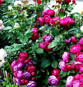 Зимостойких саженцы розы - вариант 4