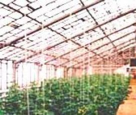 Золотая теплица - тип 2